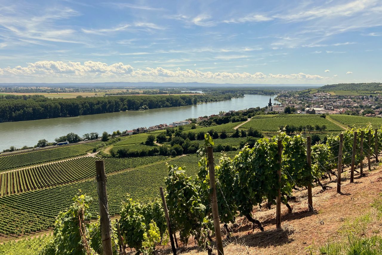 Ein malerischer Blick über die Weinberge von Nierstein mit dem Rhein im Hintergrund. Die Weinreben erstrecken sich in geordneten Reihen den Hang hinab, während im Hintergrund Nierstein mit seiner markanten Kirche zu sehen ist. Der Himmel ist klar mit einigen weißen Wolken.