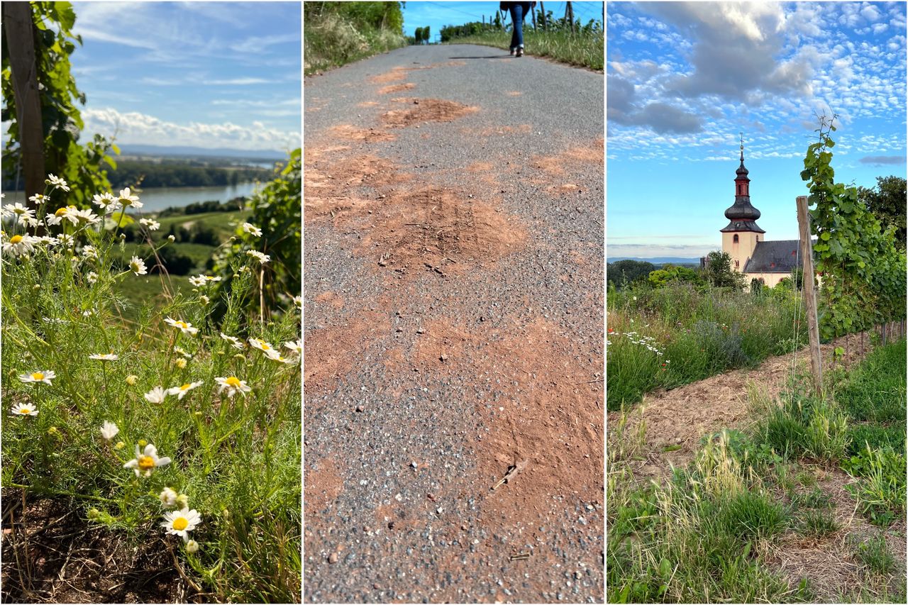 Eine Collage aus drei Bildern: Links eine Nahaufnahme von weißen Wildblumen vor einem Hintergrund aus Weinreben und dem Rhein; in der Mitte ein Weg durch die Weinberge mit Spuren von roter Erde aus dem Roten Hang und einer Person im Hintergrund; rechts eine Ansicht einer Kirche inmitten von Weinreben und Wildblumen unter einem blauen Himmel mit Wolken.