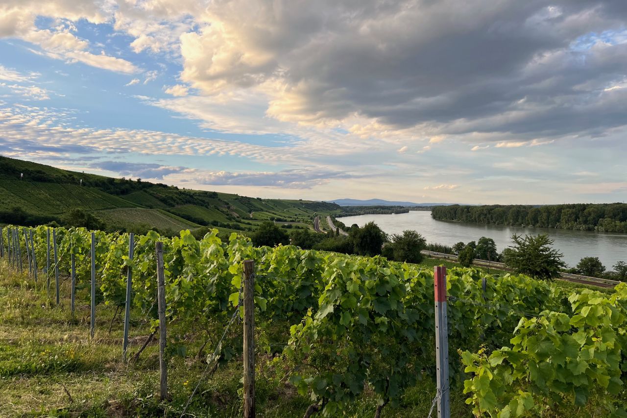 Ein Blick auf die Weinberge am Roten Hang bei Nierstein mit den Lagen Pettenthal und Hipping. Im Vordergrund sind die Reben in geordneten Reihen zu sehen. Im Hintergrund fließt der Rhein durch die Landschaft, begleitet von einem Himmel mit einigen Wolken bei Sonnenuntergang.